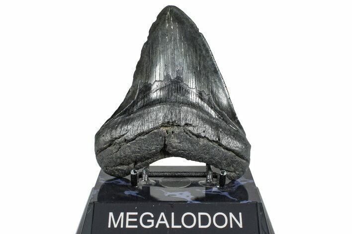 Fossil Megalodon Tooth - South Carolina #362449